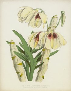 The White and Sanguine Dendrobe by English School
